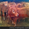 上海崇明港沿200/300/400/500斤小肉牛犊价格