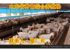 福建古田奶山羊养殖基地-高产莎能奶山羊养殖场