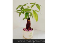 重庆小型花卉盆栽|明枫供|重庆南坪最实惠的花卉批发市场